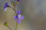 Apalachicola toadflax